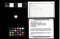 Foto (Objekt + Etikett) von Mesogalathea striata (Remeš, 1895)  (NHMW-GEO-2014-0194-0176)